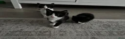 Mixed Breed cats for sale: 3 kittens needing forever homes - Advert 1