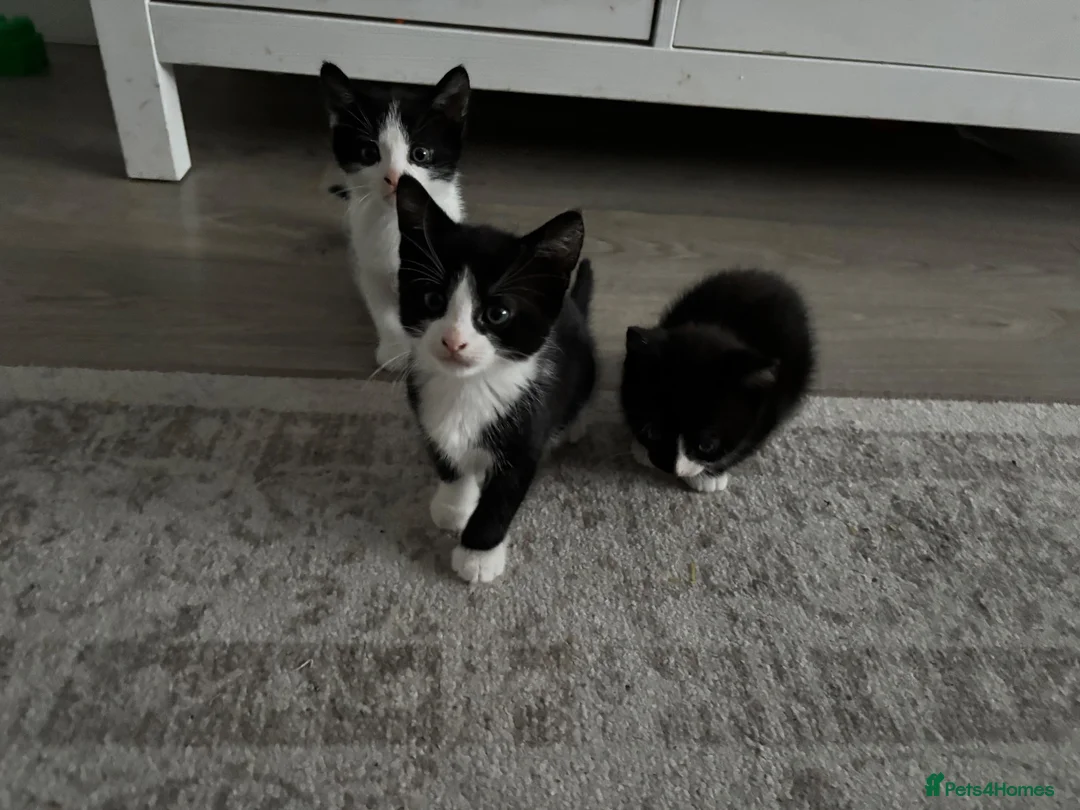 Mixed Breed cats for sale: 3 kittens needing forever homes - Advert 1