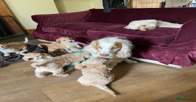 Cockapoo dogs - Advert 12