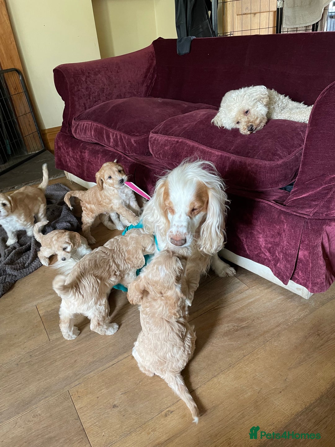 Cockapoo dogs for sale: 5⭐️⭐️⭐️⭐️⭐️RARE F1 champagne TOY Cockapoo pups!⭐️ - Image 25