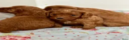 Cavapoo dogs for sale: Stunning red toy’s- Health Tested - KC parents - Advert 8