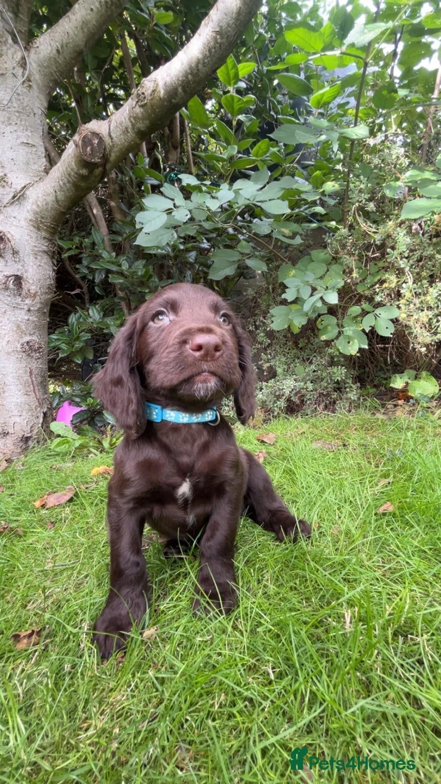 Sprocker dogs Sprocker Pups  - Advert 14