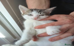 Mixed Breed cats for sale: Kittens for sale  - Image 3