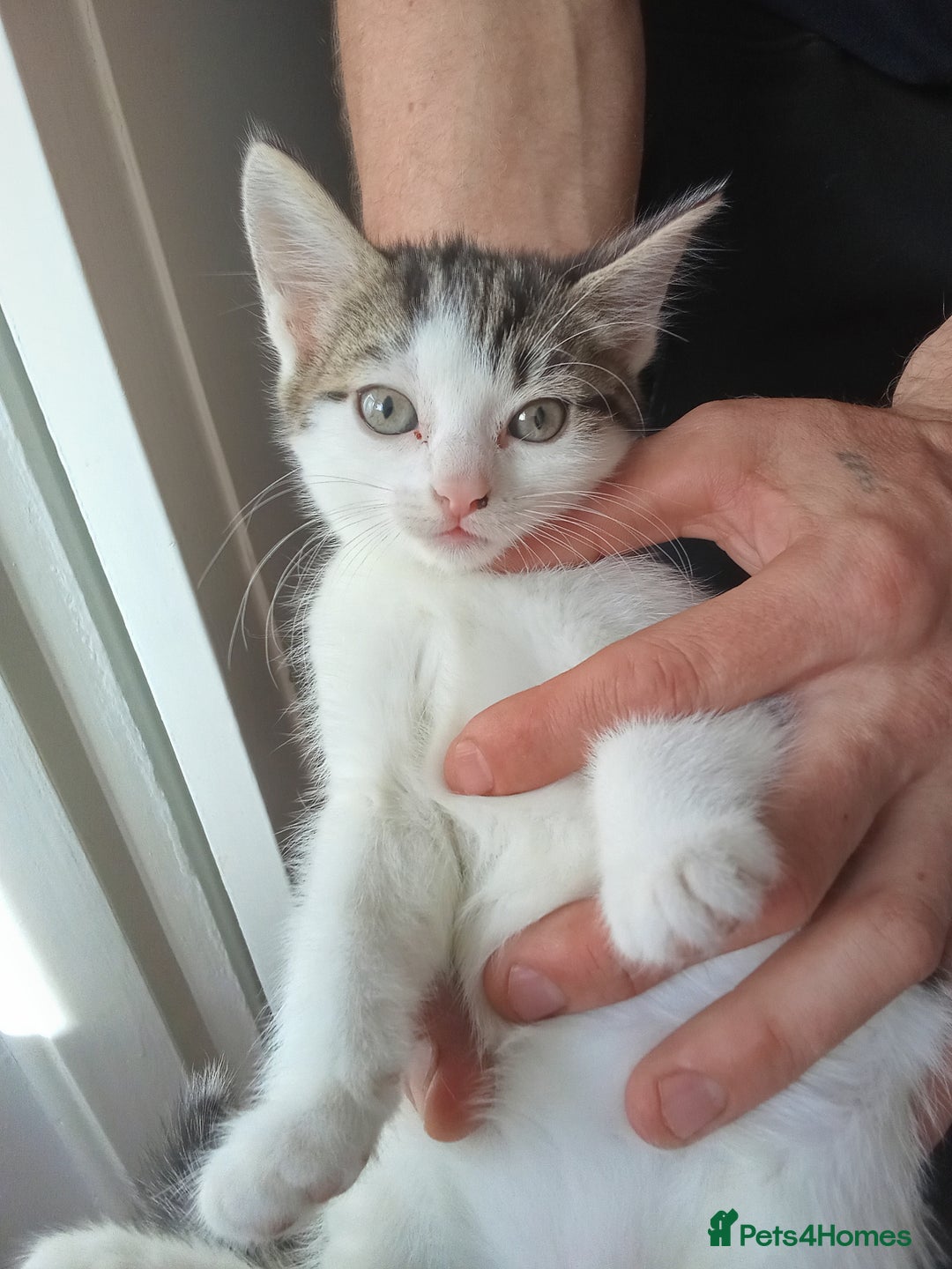 Mixed Breed cats for sale: Kittens for sale  - Image 3