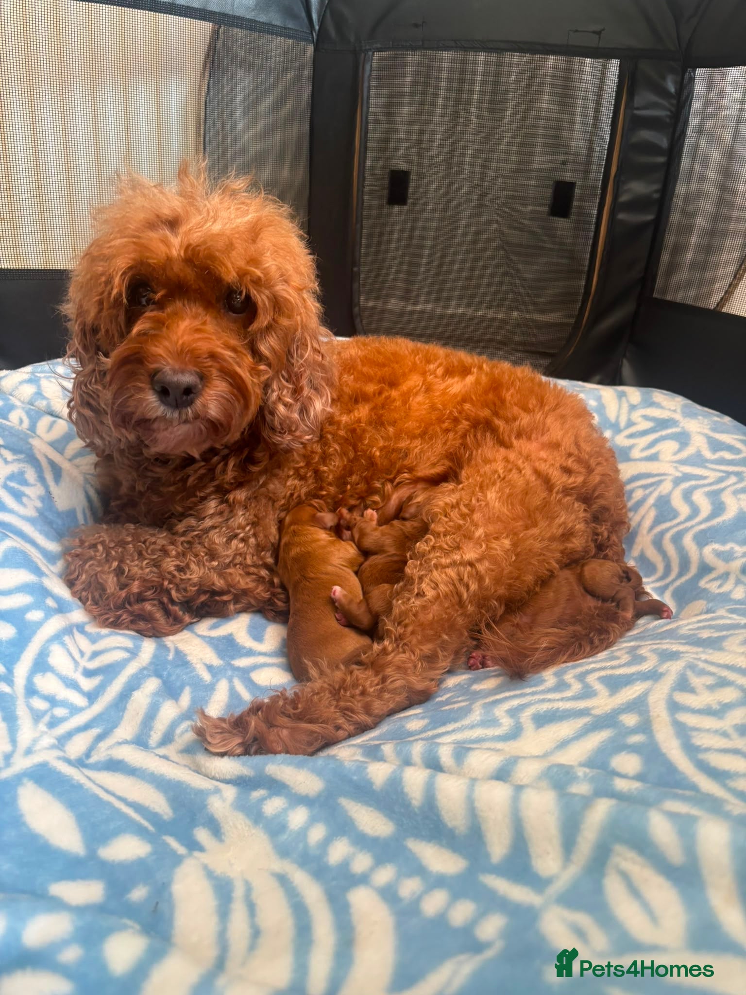 Cockapoo dogs Beautiful red puppies  - Advert 2