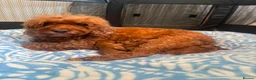 Cockapoo dogs for sale: Beautiful red puppies  - Advert 1