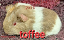 Guinea Pig rodents for sale: Female guinea pig babies in Saltburn-by-the-Sea - Image 3