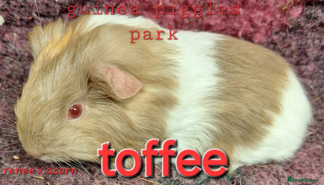 Guinea Pig rodents for sale: Female guinea pig babies in Saltburn-by-the-Sea - Image 3