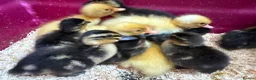 Ducks poultry for sale: Mallard Ducklings - Advert 5