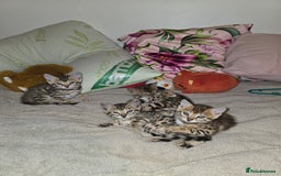 Bengal cats for sale: Bengal Kittens  - Image 5