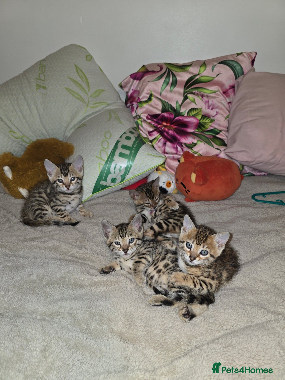 Bengal cats for sale: Bengal Kittens  - Image 5