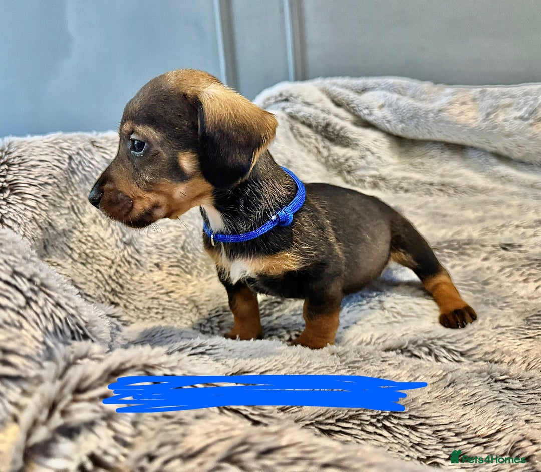Dachshund dogs for sale: wirehaired dachshunds (teckels) - Image 20