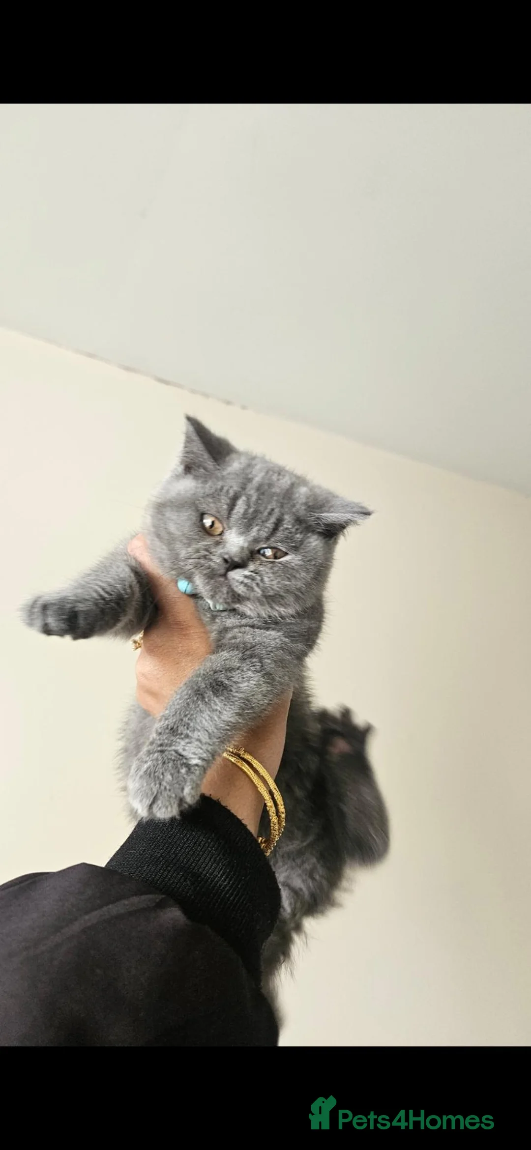 British Shorthair cats for sale: Luna and chunks must go together in *pairs* - Advert 2
