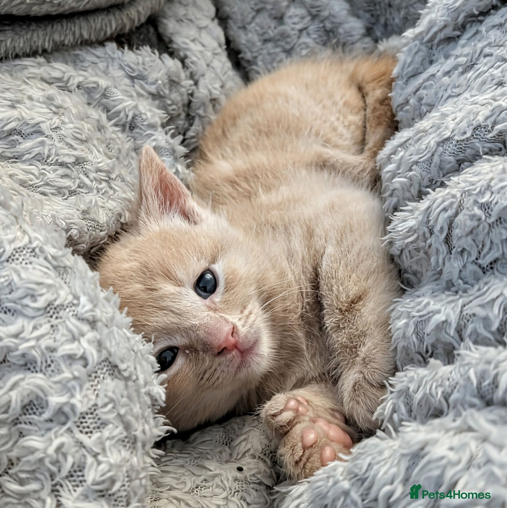Ragcoon cats for sale: Beautiful Ragcoon / Bengal kittens  - Advert 9