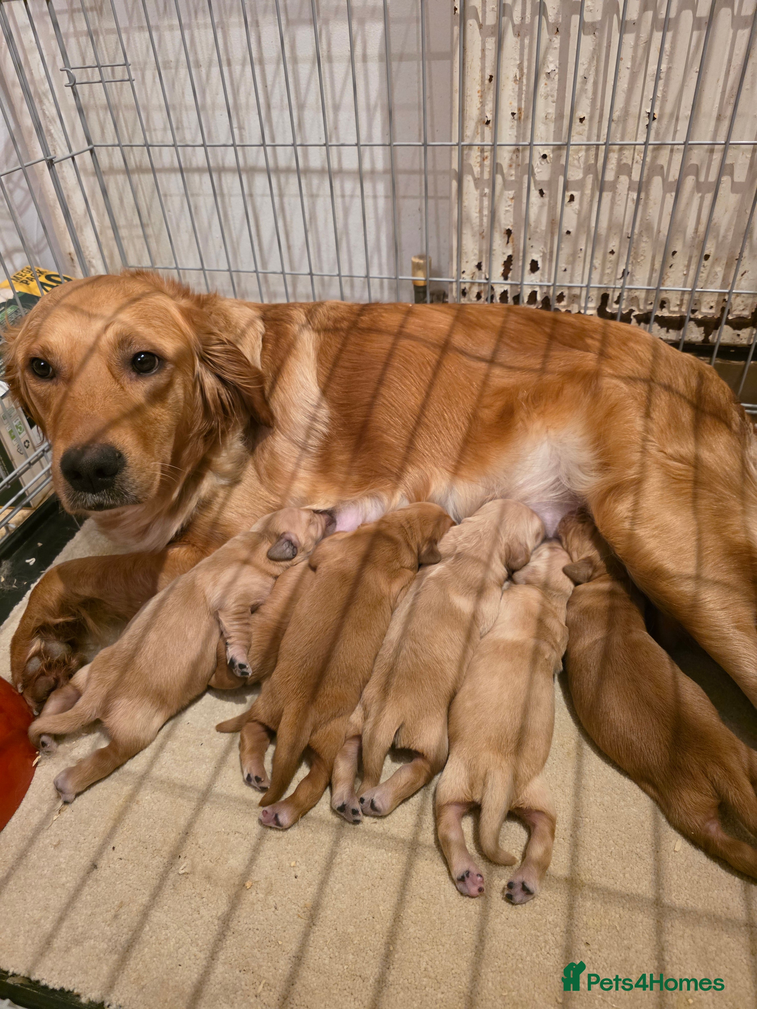 Golden Retriever dogs Kc registered red golden retrievers  - Advert 2