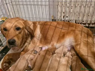 Golden Retriever dogs Kc registered red golden retrievers - Advert 2