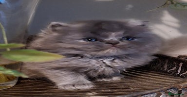 Persian cats - Advert 3