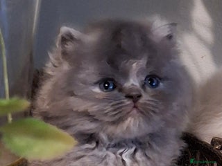 Persian cats - Advert 23