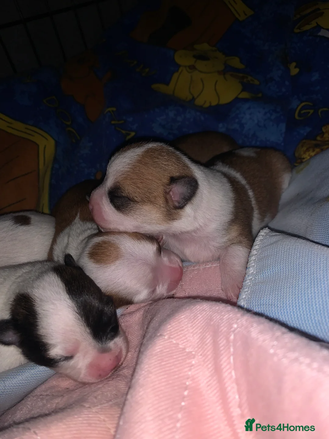 Jack Chi dogs for sale: 3/4 Chihuahua 1/4 Jack Russell puppies  - Advert 5