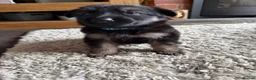German Shepherd dogs for sale: 11 adorable bouncy German Shepard puppies  - Advert 30