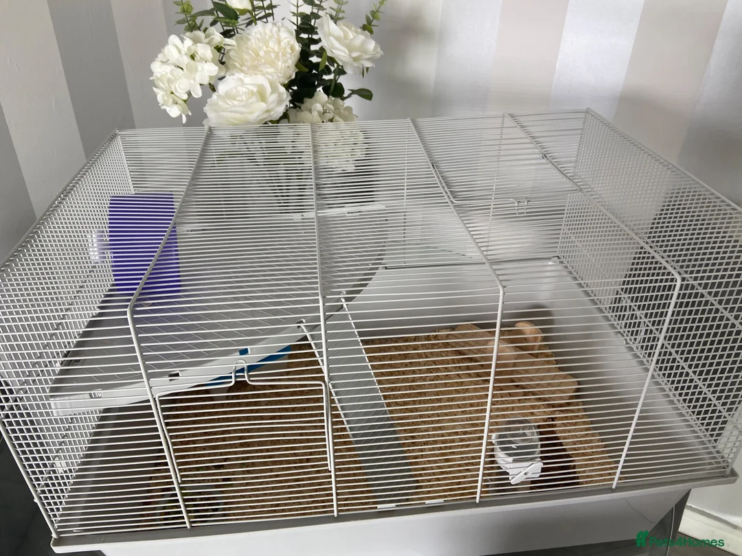 Hamster rodents for sale: Peanut the hamster - Advert 1