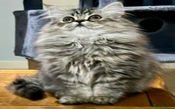 British Longhair cats for sale: 3 Adorable British Longhair x Persian Kittens  - Image 12