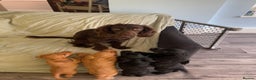 Cocker Spaniel dogs for sale: KC registered cocker spaniel puppies for sale  - Advert 2