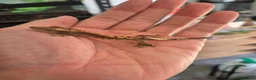 Gecko reptiles for sale: Female Crested Gecko - Advert 4