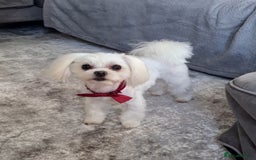 Maltese dogs for sale: ✨ Mini Korean Maltese Puppies, boy and girl ✨ - Advert 2