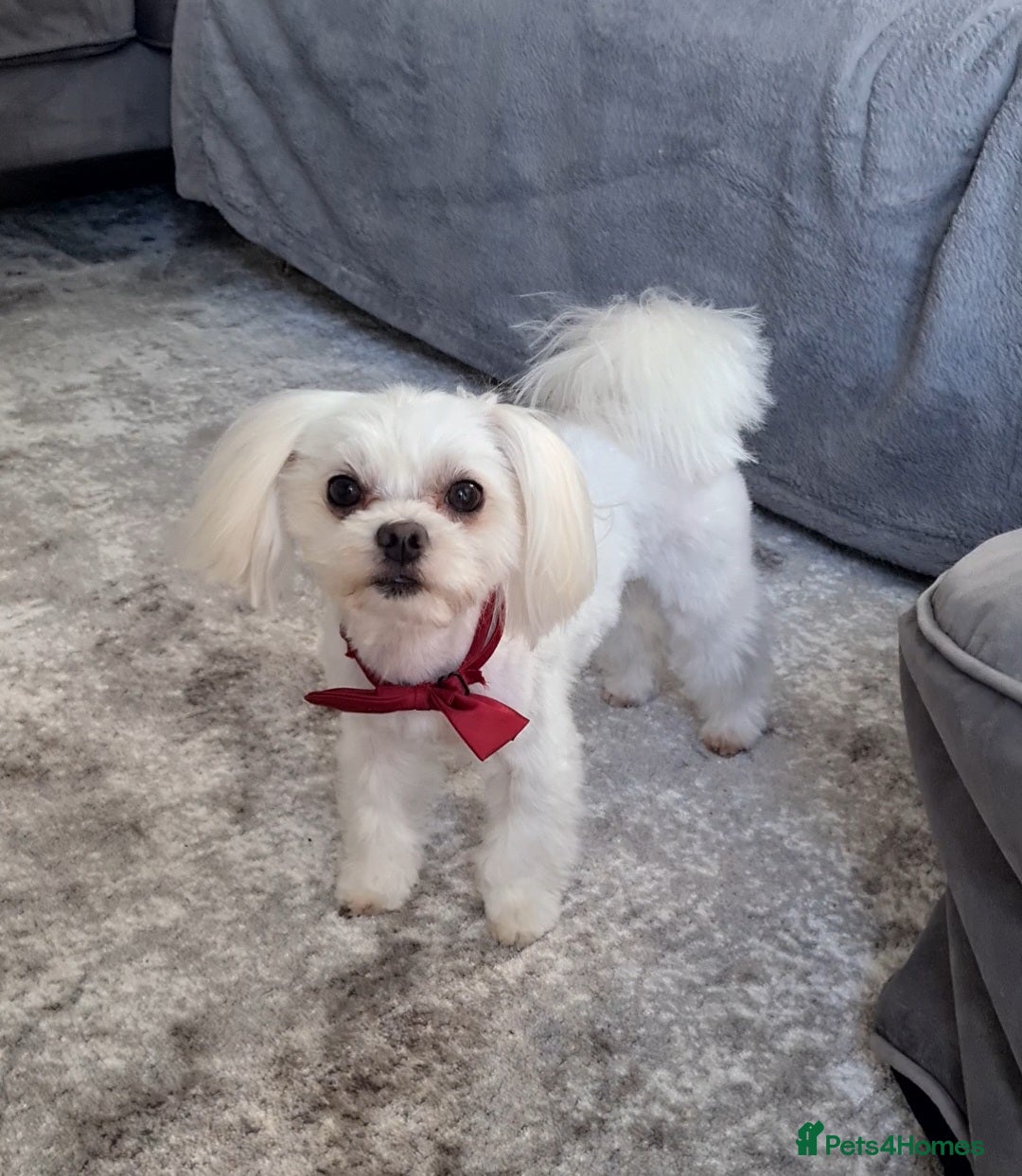 Maltese dogs for sale: ✨ Mini Korean Maltese Puppies, boy and girl ✨ - Advert 2