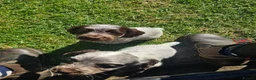 Cocker Spaniel dogs for sale: RkC Working Cocker Spaniel Puppies  - Advert 7