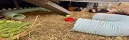 Guinea Pig rodents for sale: Bonded Male Guinea Pigs Hutch/Rain Cover Included in Swindon - Advert 4