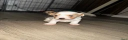 Mixed Breed dogs for sale: Cavapoo x morkie pups in Warrington - Advert 5