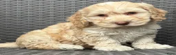 Cockapoo dogs for sale: F1 cockapoo puppies  - Advert 4