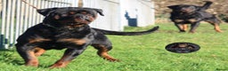 Rottweiler dogs for sale: Top Kc Registered Rottweiler Female Puppies - Advert 13