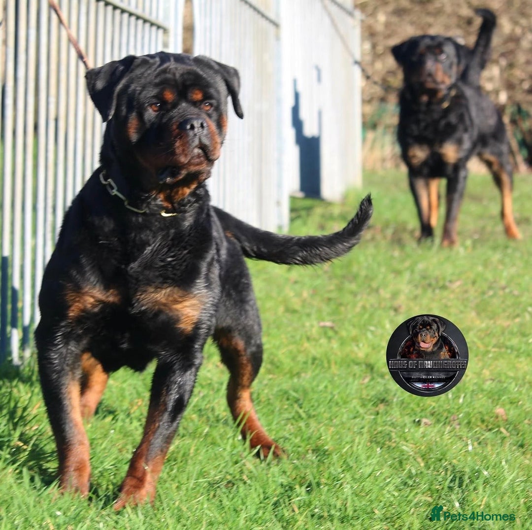 Rottweiler dogs for sale: Top Kc Registered Rottweiler Female Puppies - Advert 13