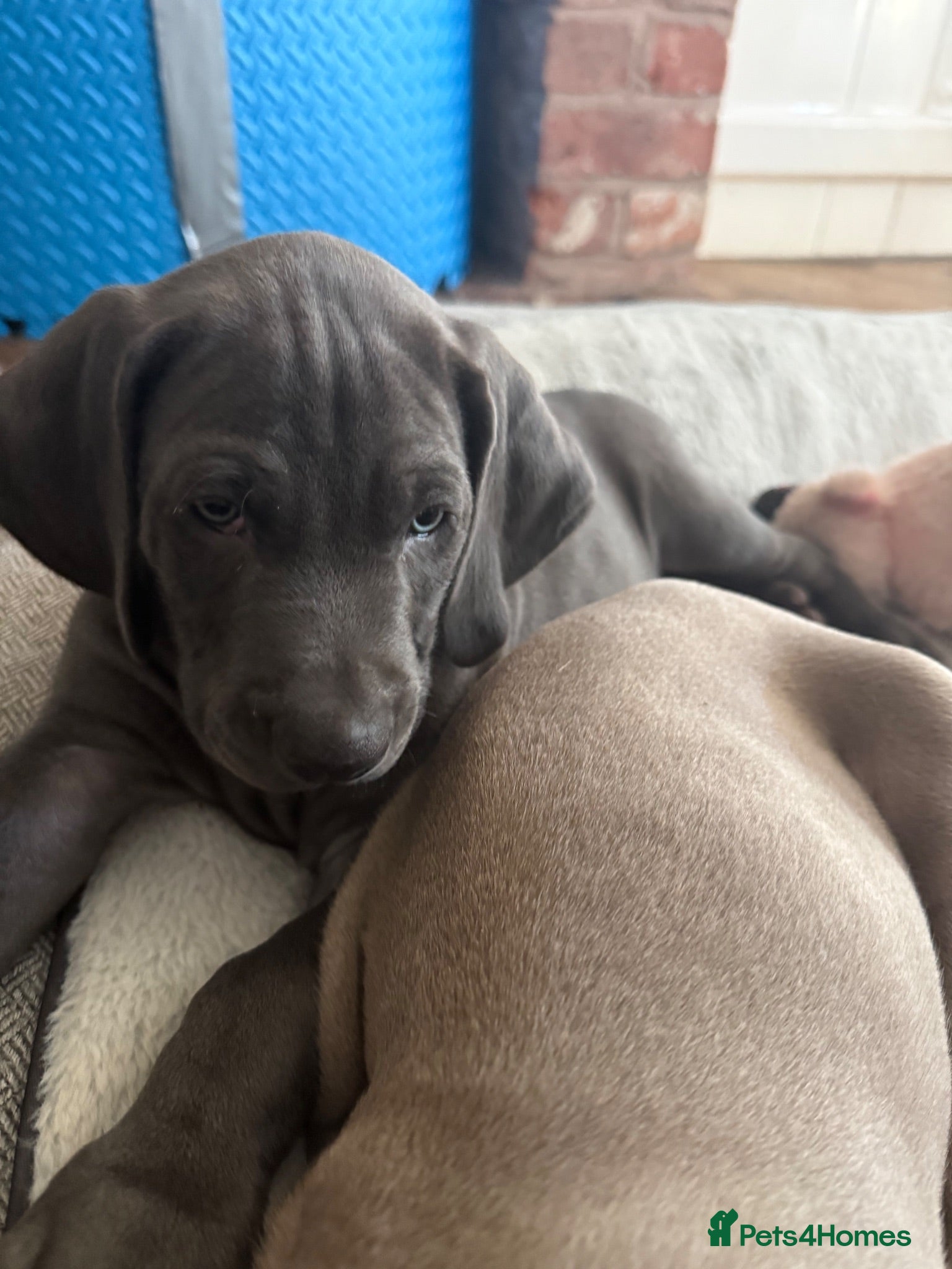 Weimaraner dogs KC Reg Weimaraner Puppies Silver & Blue - Advert 2