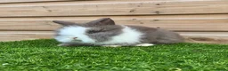 Lionhead rabbits for sale: Beautiful Double Maned Lionheads - Advert 9