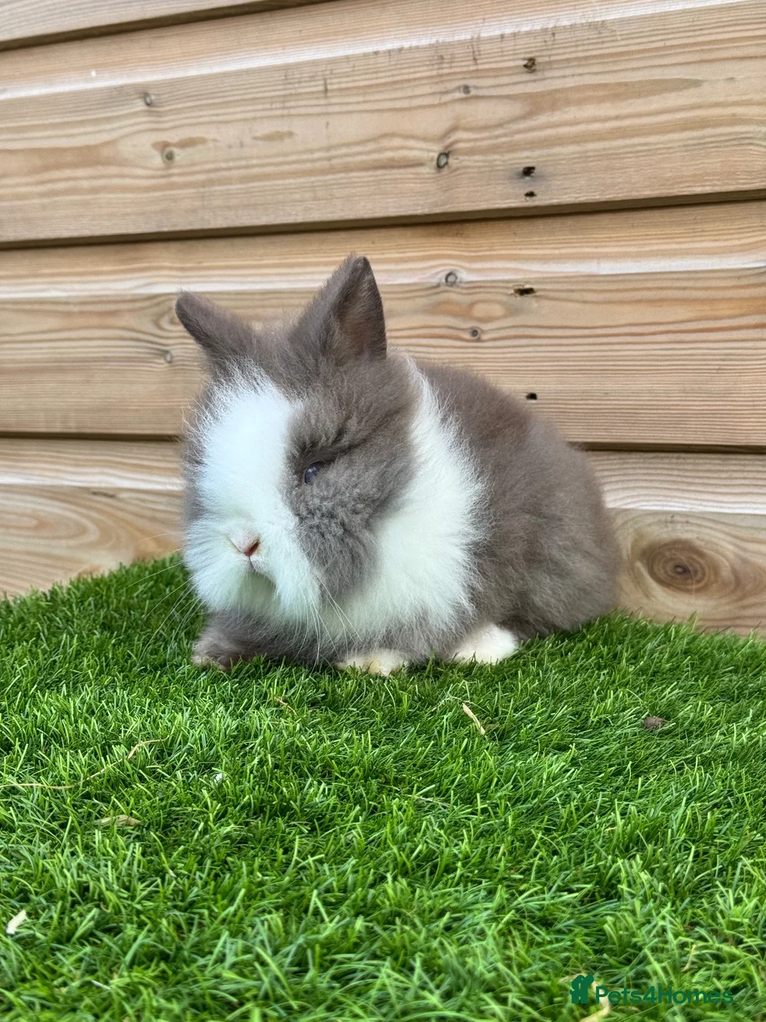 Lionhead rabbits for sale: Beautiful Double Maned Lionheads - Advert 9