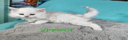 Maine Coon cats for sale: Unique beautiful kittens  - Advert 20