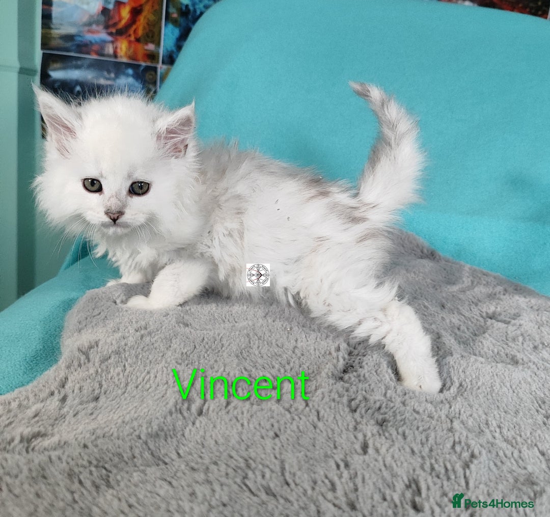 Maine Coon cats for sale: Unique beautiful kittens  - Advert 20