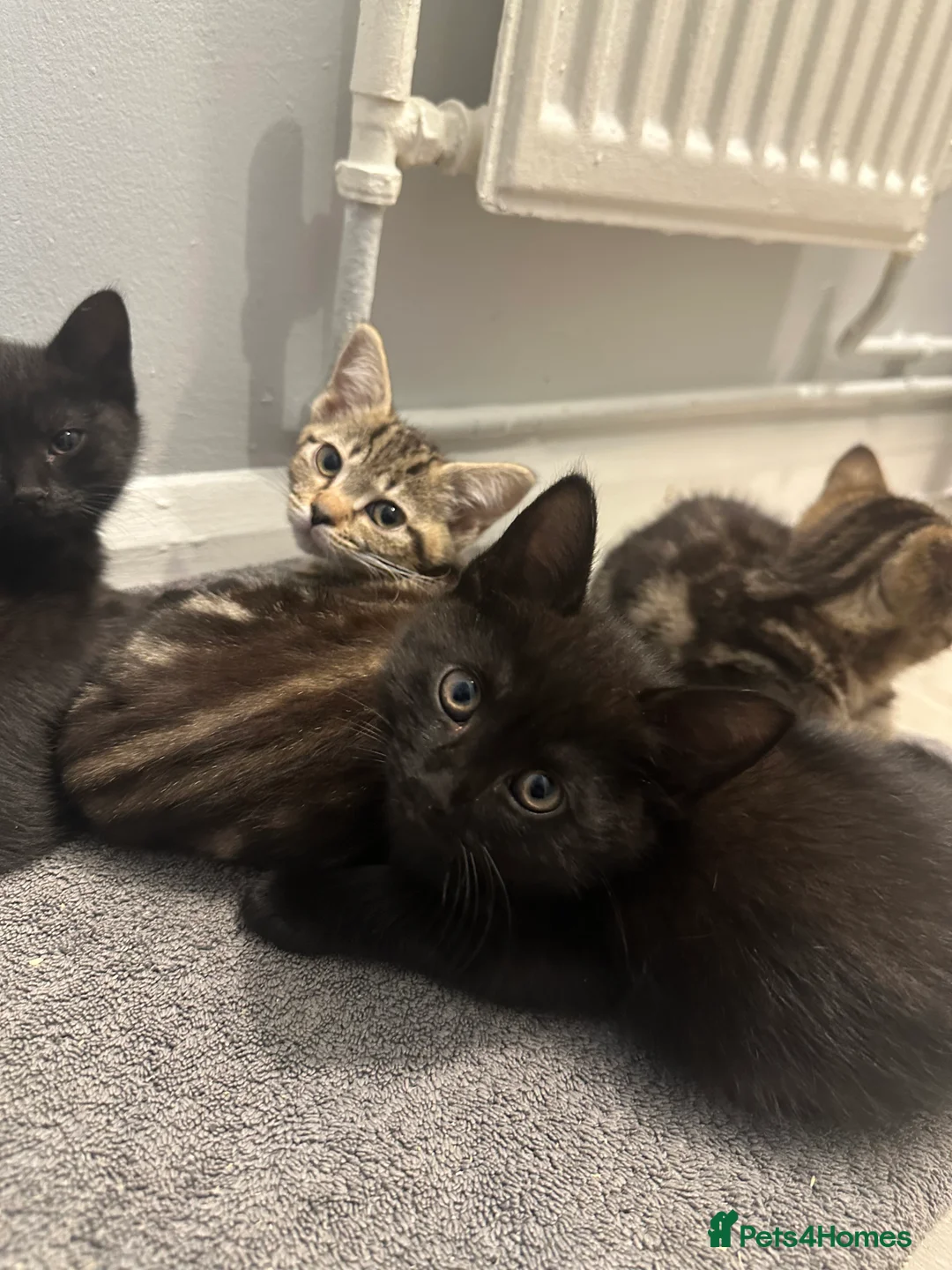 Maine Coon cats for sale: Maine coon cross Kittens 🐱  - Advert 17