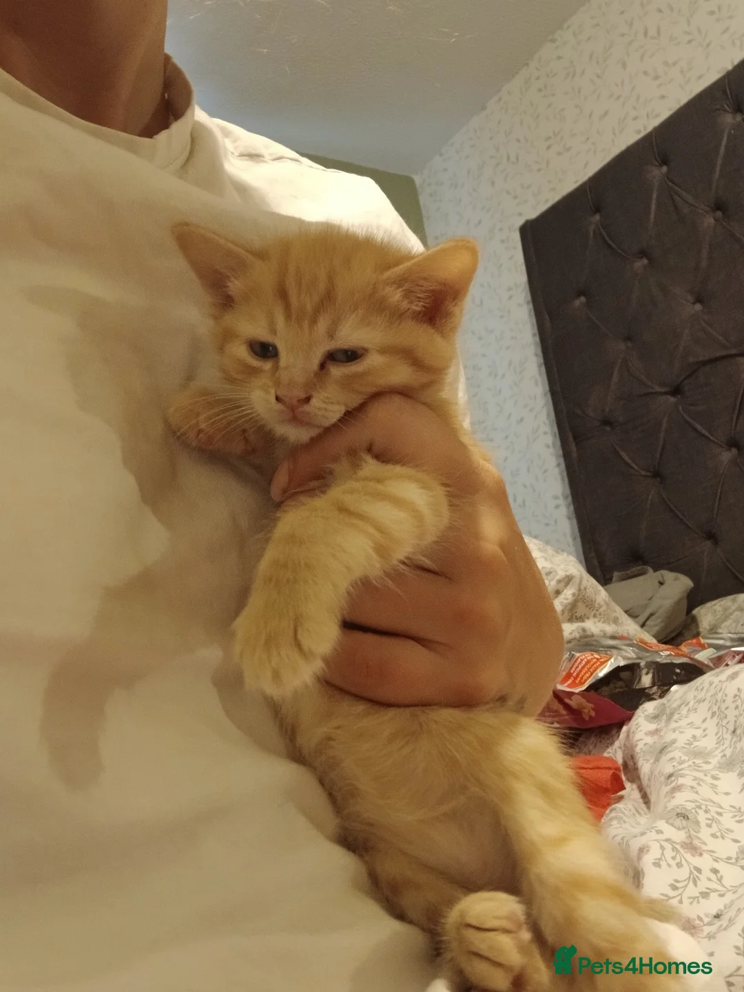 Mixed Breed cats for sale: Kittens for sale in Basildon - Advert 5