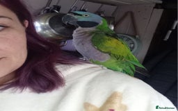 Parrots birds for sale: Lord derbyan parrot - Image 2