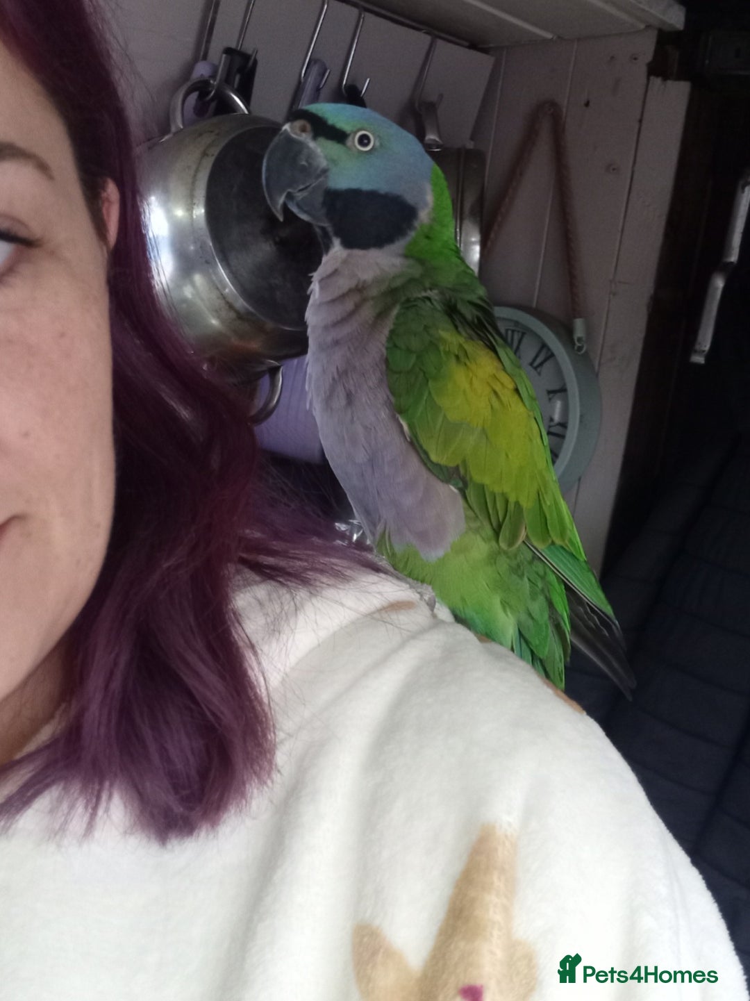 Parrots birds for sale: Lord derbyan parrot - Image 2