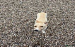 Mixed Breed dogs for adoption: ❤️ Fia ❤️ - Image 5