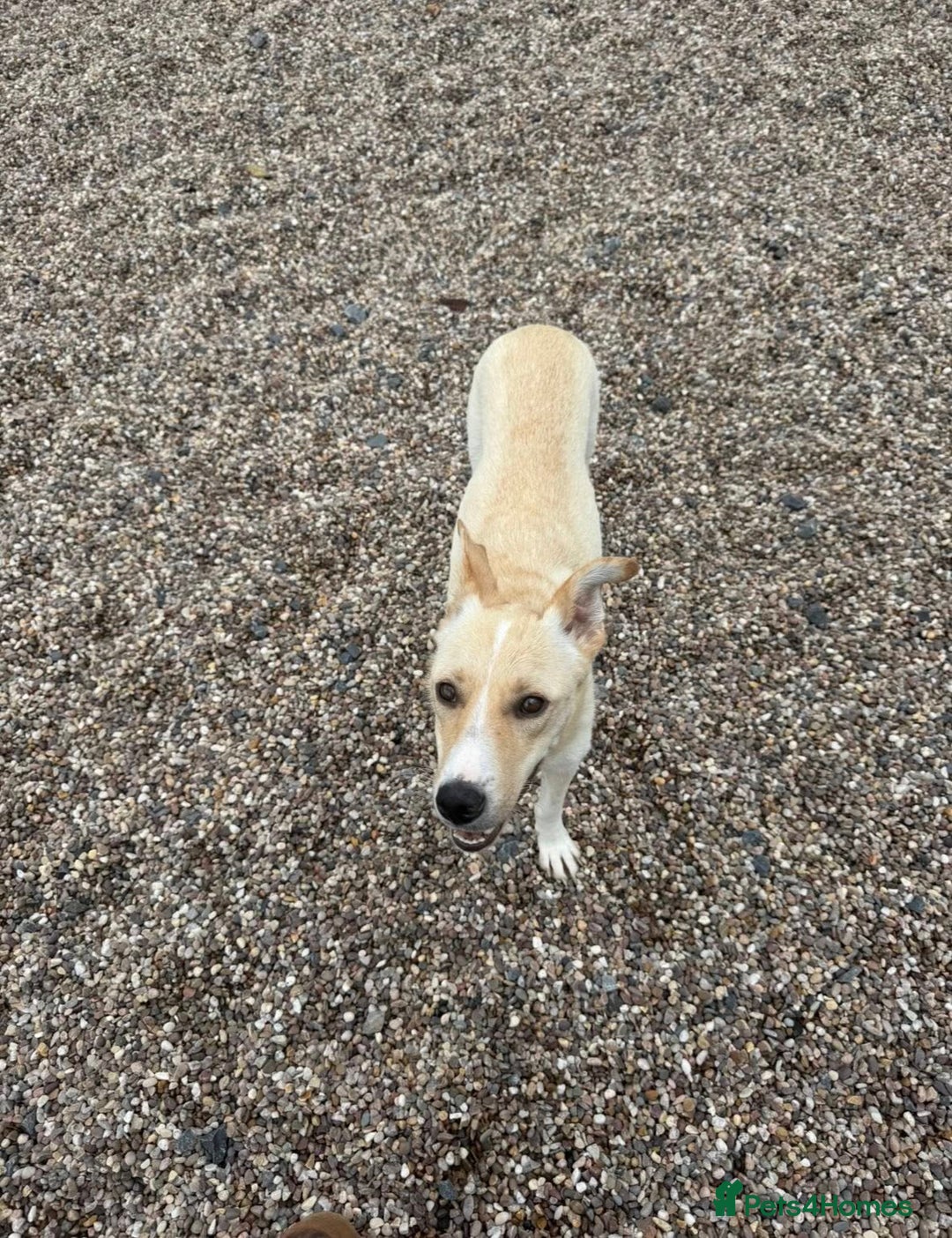 Mixed Breed dogs for adoption: ❤️ Fia ❤️ - Image 5