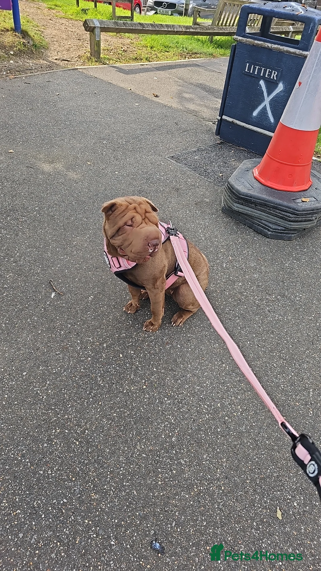 Shar Pei dogs for sale: Shar pei  - Advert 8