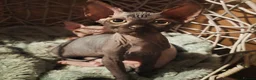 Sphynx cats for sale: Sphynx kittens 5 Tica generation certificate  in Belfast - Advert 4