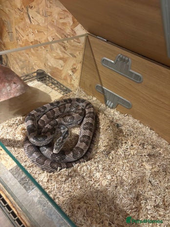 Corn Snake reptiles - Advert 1